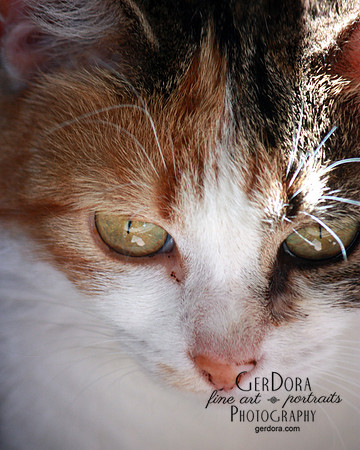 Hemingway Cat