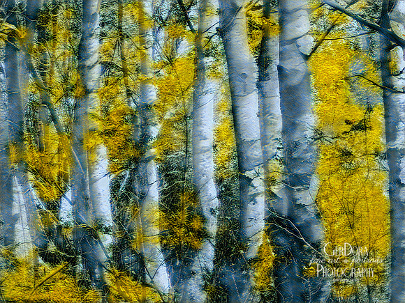 Autumn Aspens