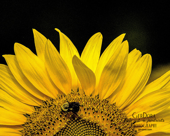 Bee on Sunflower