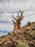 Britlecone Pine Tree Gerry