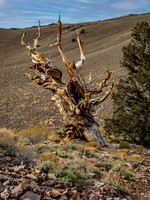 Britlecone Pine Tree 2