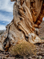 Britlecone Pine Tree 3 Dora