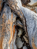 Britlecone Pine Tree 4 Dora