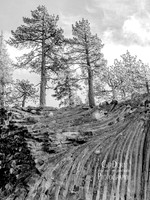 Bristlecone Pine Tree Monochrome