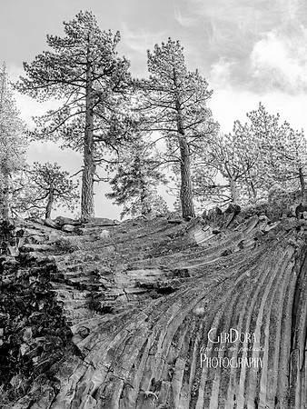 Bristlecone Pine Tree Monochrome