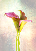Calla Lily Trio 8x10 (1) & 11x14 (1)