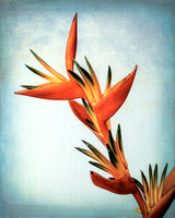 Heliconia 8x10 (1) & 11x14 (0)