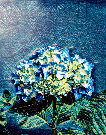 Blue Hydrangea 8x10 (0) & 11x14 (1)