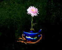 Chrysanthemum in Okinawan Ceramic Pot 8x10 (0) SOLD 6/20 & 11x14 (0)