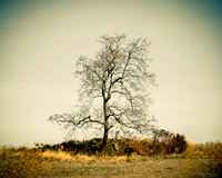 Lonely Tree