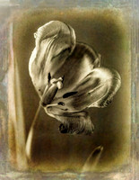 Sepia Tulip 2