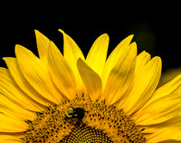 Bee on Sunflower 8x10 (1) & 11x14