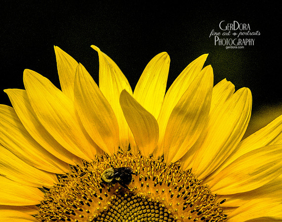 Bee on Sunflower 8x10 (1) & 11x14