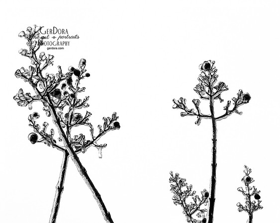 Cool Ice ~ 2014 FCMP Photo Expo Sterling, VA Best in Show