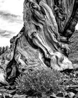 Twisted in Time