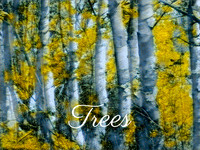 Trees