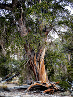 Britlecone Pine Tree 2 Dora