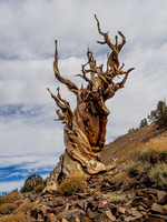 Britlecone Pine Tree 2 Gerry