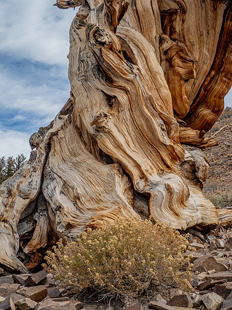 Britlecone Pine Tree 3 Dora