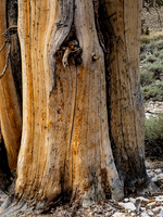 Britlecone Pine Tree 3 Gerry