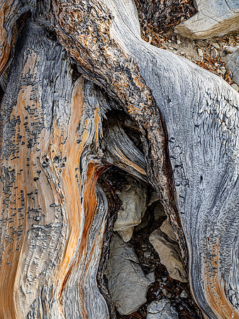 Britlecone Pine Tree 4 Dora