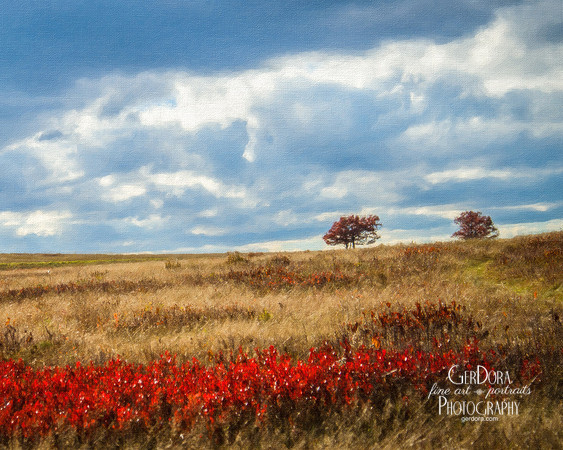 Shenandoah Meadow