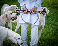 Hounds 8x10 (1) & 11x14 (0)