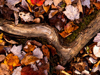 Rooted in Gold
