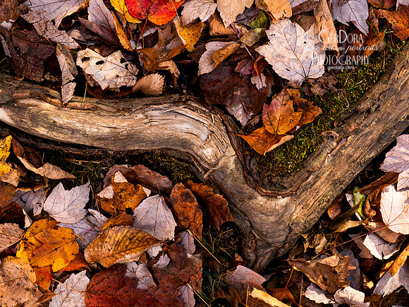 Rooted in Gold