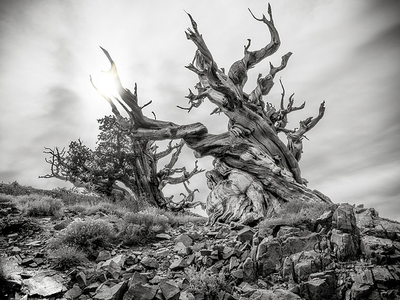 Dueling Giants