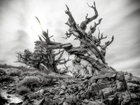 Dueling Giants