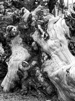 Burls