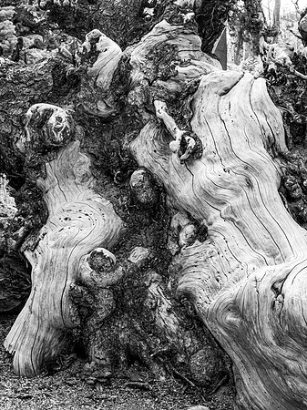 Burls