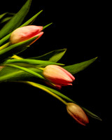 Three Pink Tulips