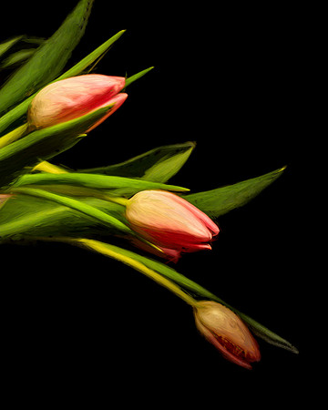 Three Pink Tulips