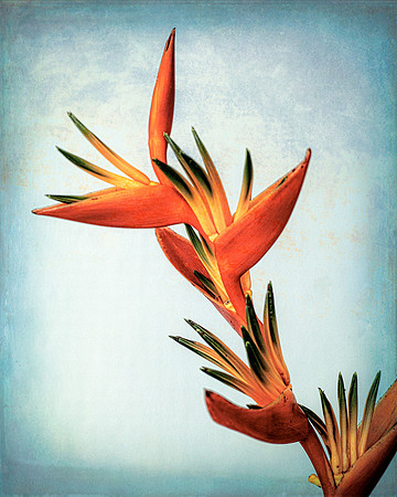 Heliconia