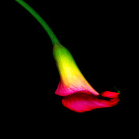 Cala Lily Bell