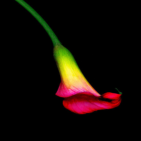 Cala Lily Bell
