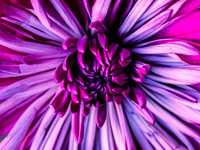 Flowers-10