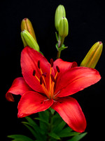 Flowers-8
