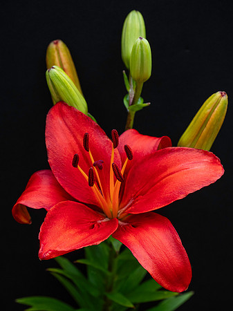 Flowers-8