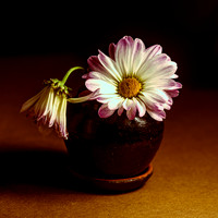 Flowers-11