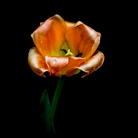 Flowers-14