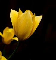 Flowers-15