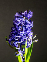 Flowers-13