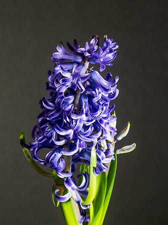 Flowers-13