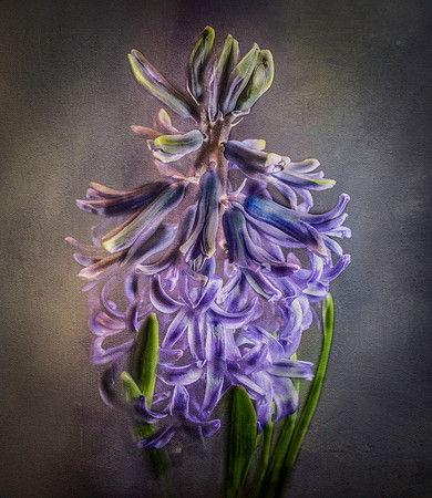 Flowers-12