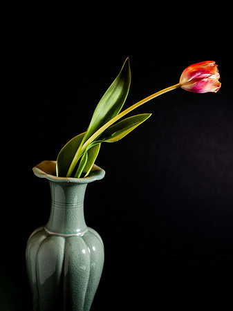 Flowers-17