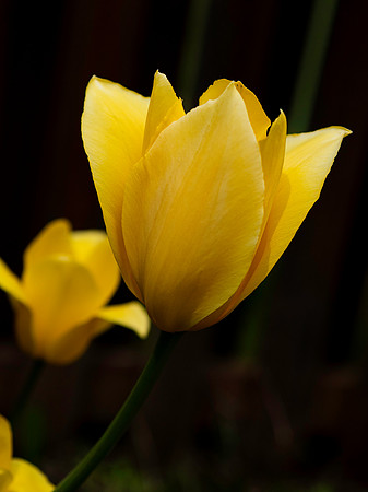 Flowers-16