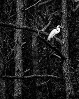 Great Egret
